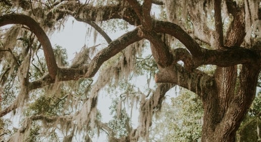 Live oak branches draped with Spanish moss in Savannah's Historic District