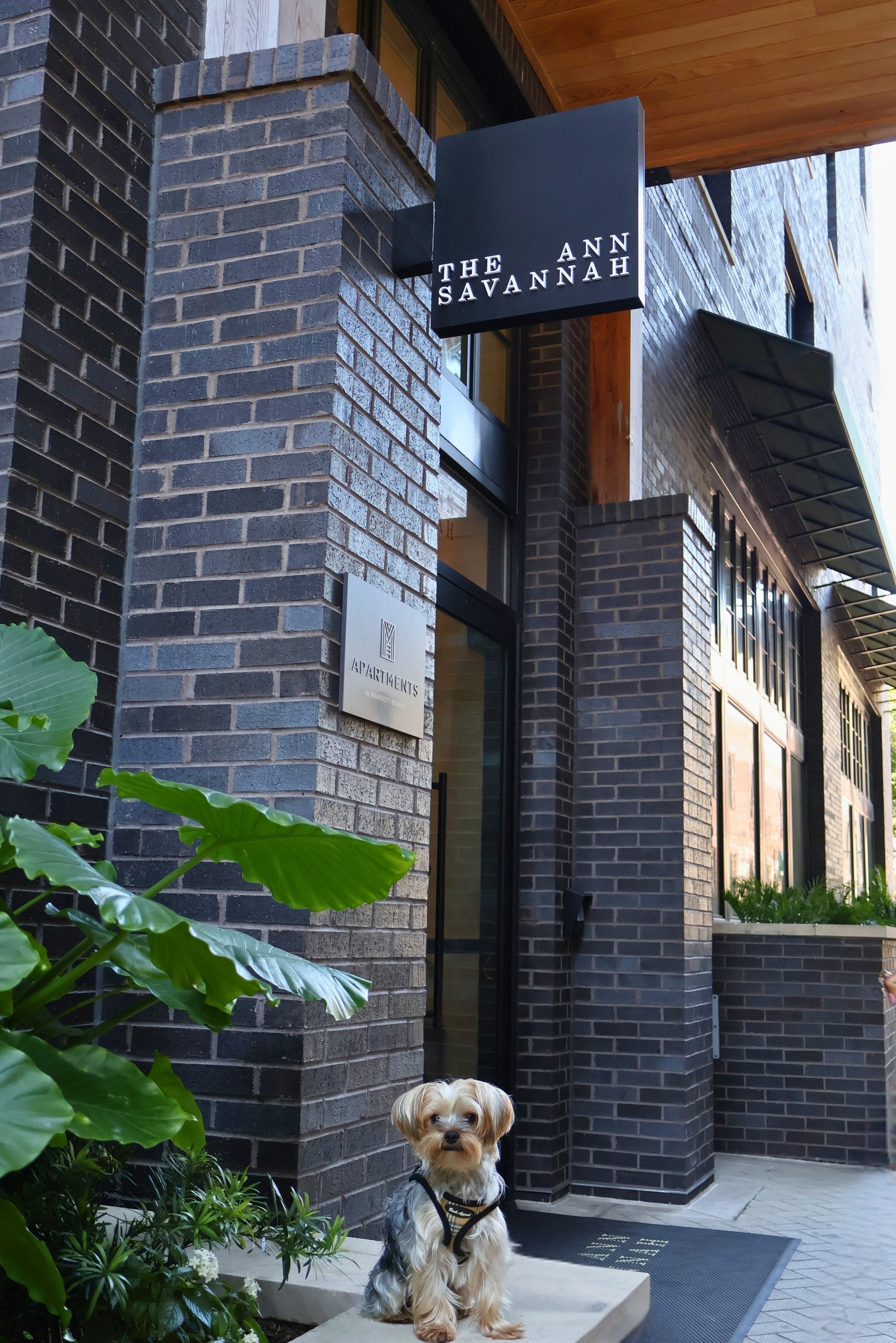 A small dog at the pet-friendly entrance of The Ann Savannah, beneath the hotel sign.