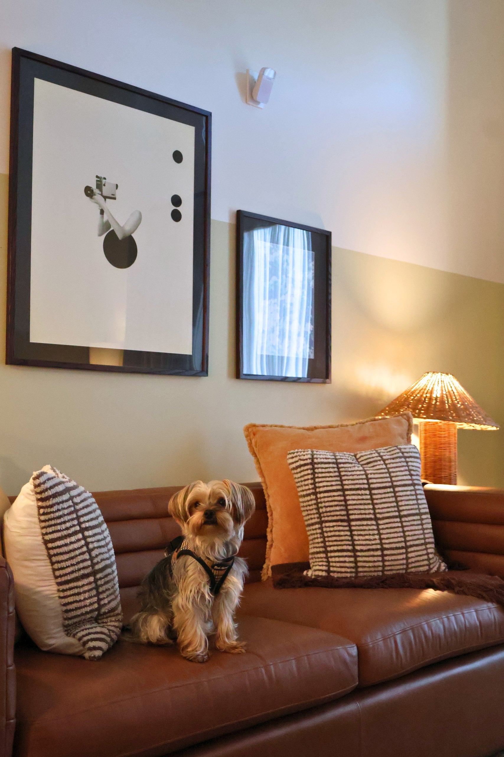Dog Images at The Ann